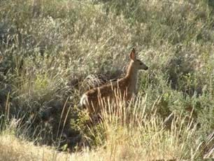 Deer in tall grasses