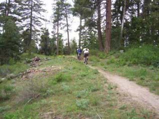 Mountain bikers head out a dirt trail surrounded by grass and large pine trees.