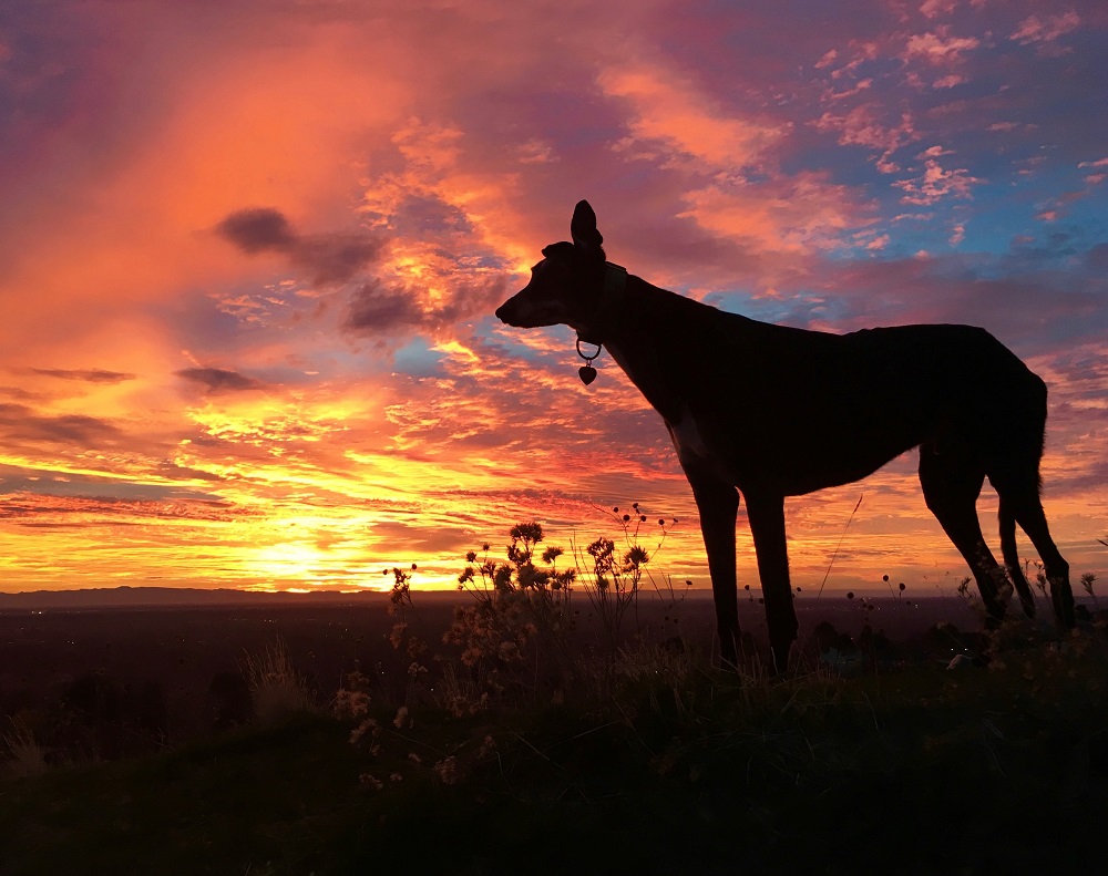 Dog off leash on trail.